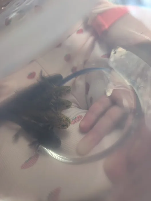 Axolotl Galaxy Picture 7