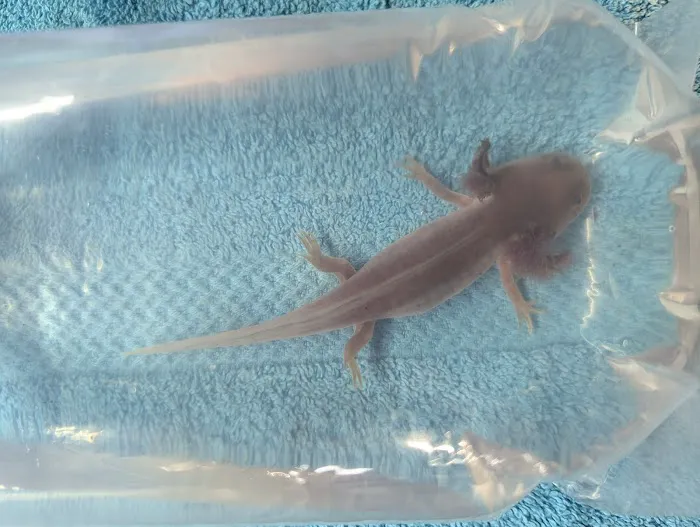 Axolotl Galaxy Picture 6