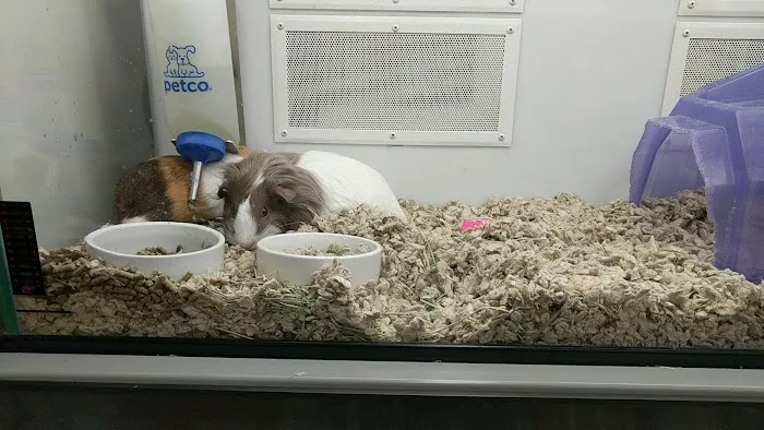 Petco Picture 7