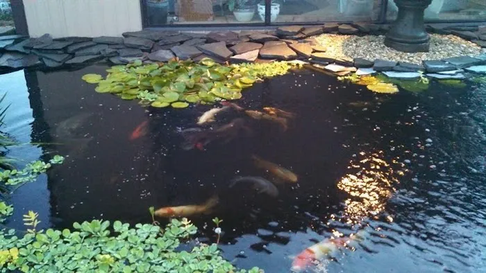 Koi Creations Picture 1