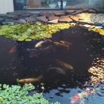 Koi Creations