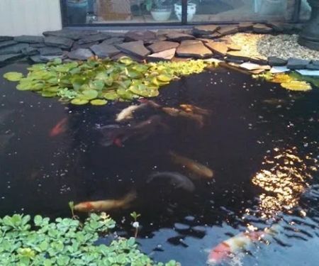 Koi Creations