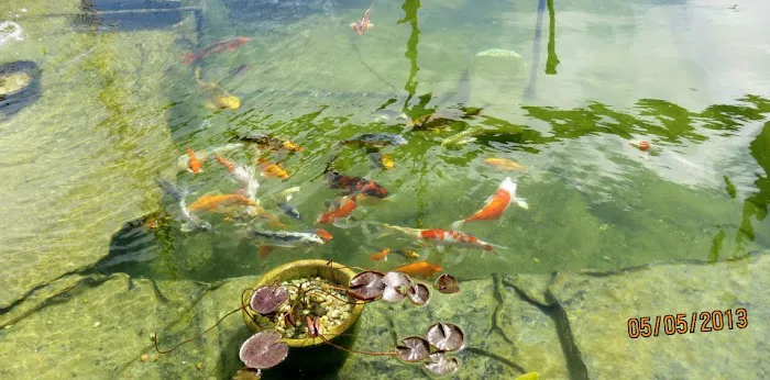 Koi Creations Picture 2