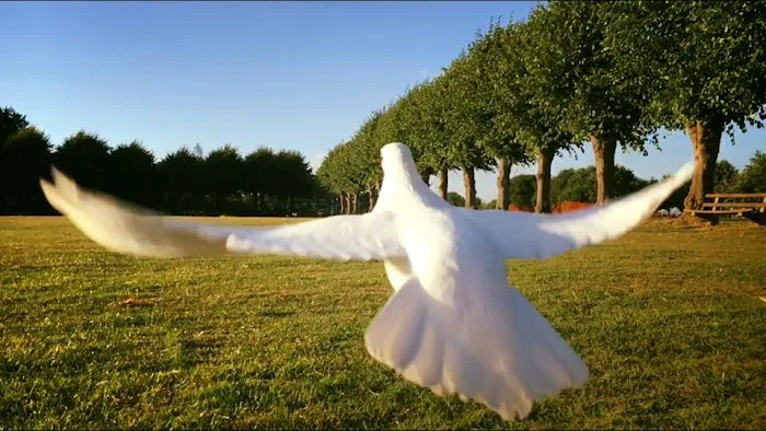 Memorable Moments Dove Release LLC Picture 3
