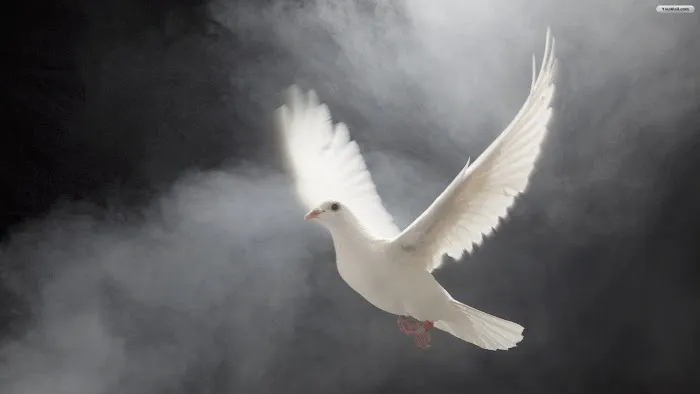 Memorable Moments Dove Release LLC Picture 5