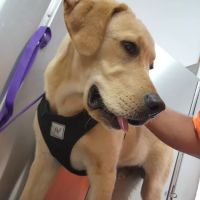 Brownstown Animal Hospital ico