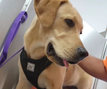 Brownstown Animal Hospital