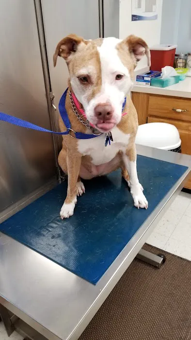 Brownstown Animal Hospital Picture 3