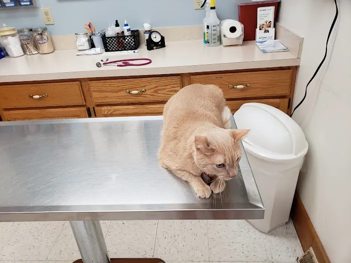 Brownstown Animal Hospital Picture 2