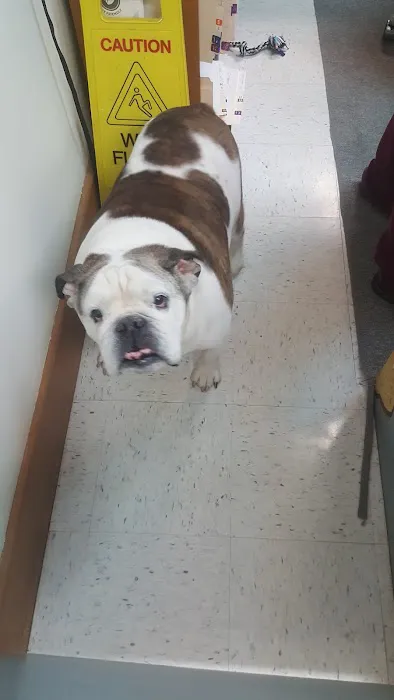 Brownstown Animal Hospital Picture 7