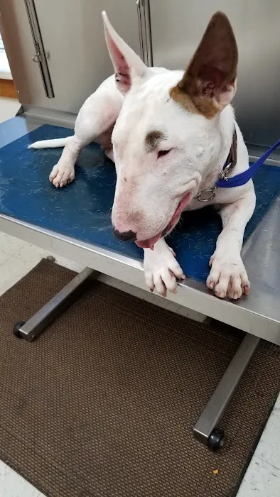 Brownstown Animal Hospital Picture 6