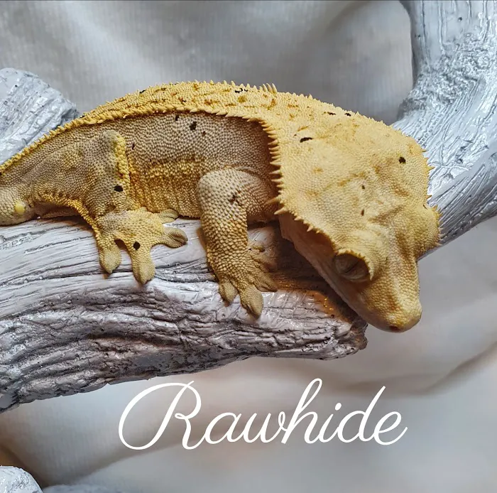 Gecko Gang Picture 4