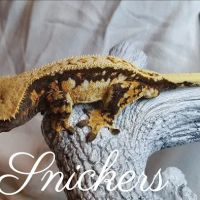 Gecko Gang ico