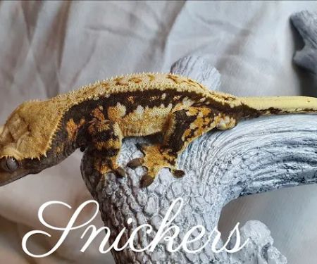Gecko Gang