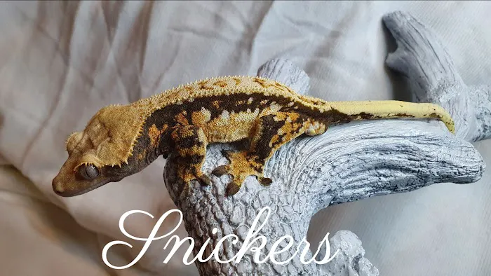 Gecko Gang Picture 6