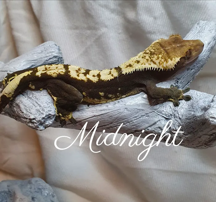 Gecko Gang Picture 2