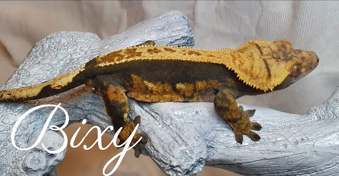 Gecko Gang Picture 8