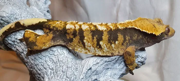 Gecko Gang Picture 7
