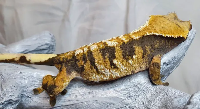 Gecko Gang Picture 9