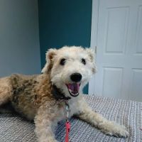 Metro Pet Vet - leola ico