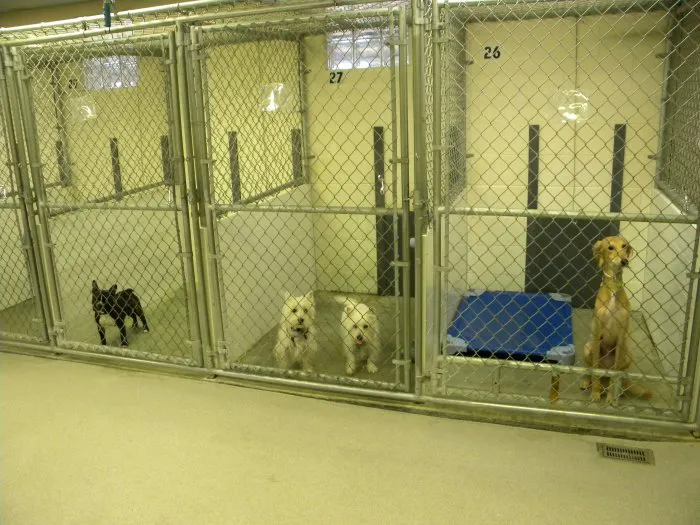 VCA Smoketown Animal Hospital Picture 5