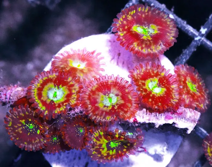 Pacific East Aquaculture Picture 3