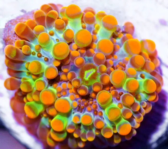 Pacific East Aquaculture Picture 4