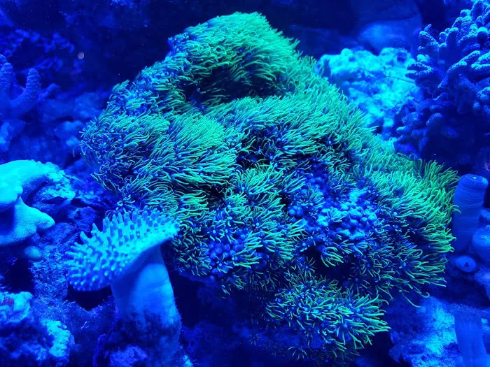 Pacific East Aquaculture Picture 6
