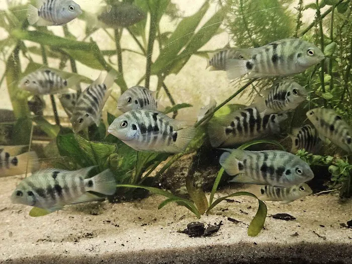 Father Fish Aquarium Picture 4