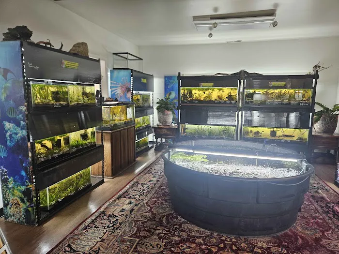 Father Fish Aquarium Picture 5