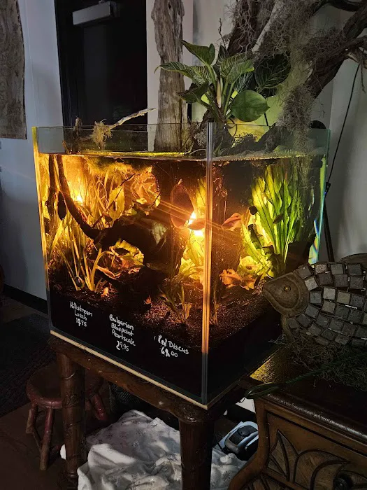 Father Fish Aquarium Picture 2