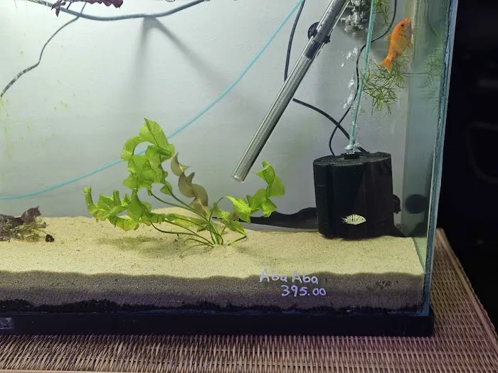 Father Fish Aquarium Picture 6