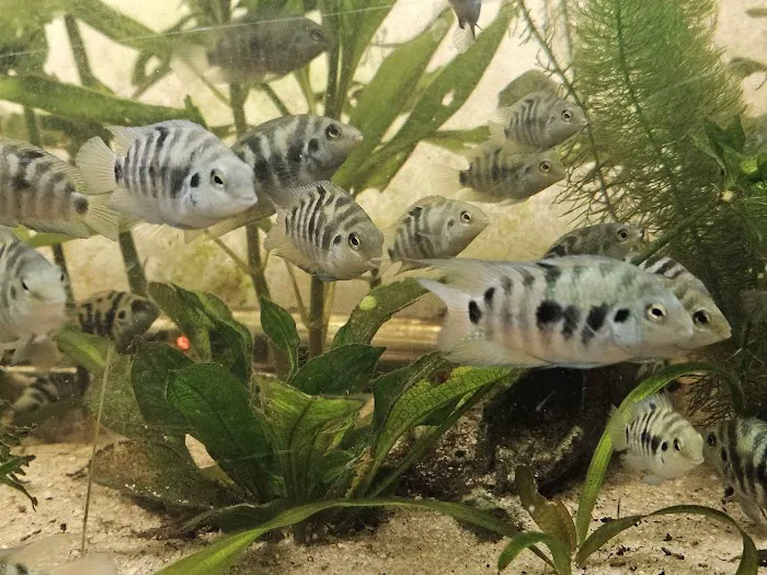 Father Fish Aquarium Picture 10