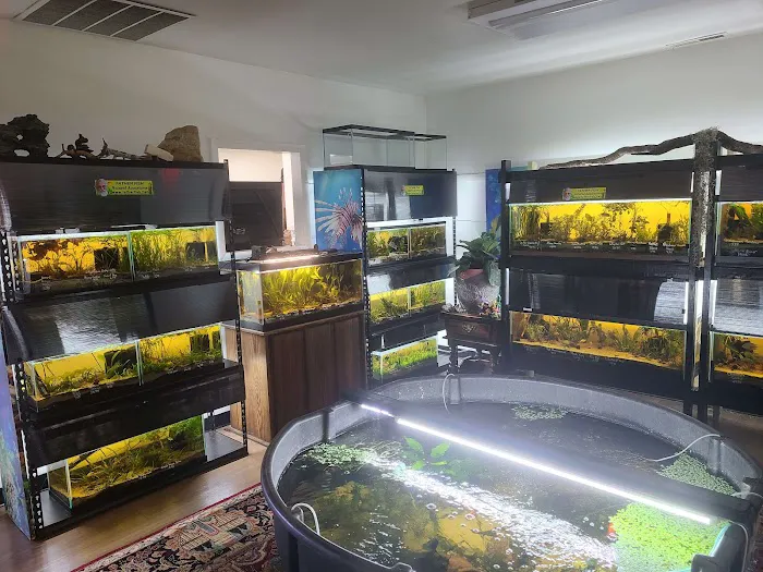 Father Fish Aquarium Picture 7