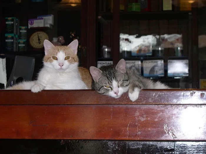 The Cocalico Cat & Gingham Dog Animal Hospital Picture 2