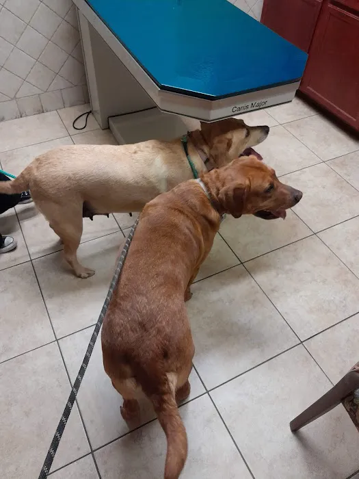 The Cocalico Cat & Gingham Dog Animal Hospital Picture 4