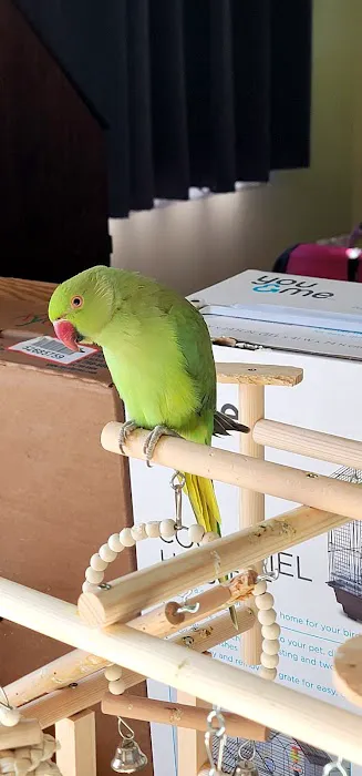 Maryland Exotic Birds Inc Picture 2