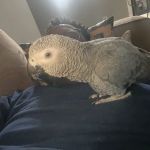 Maryland Exotic Birds Inc