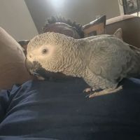 Maryland Exotic Birds Inc ico