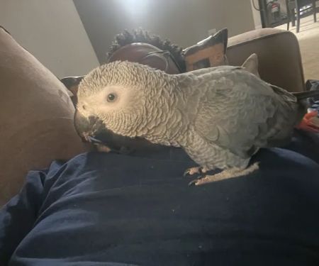 Maryland Exotic Birds Inc