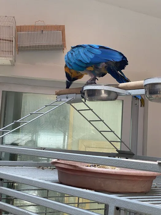 Maryland Exotic Birds Inc Picture 4