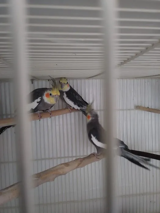 Maryland Exotic Birds Inc Picture 5
