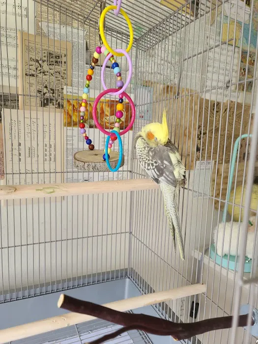 Maryland Exotic Birds Inc Picture 8