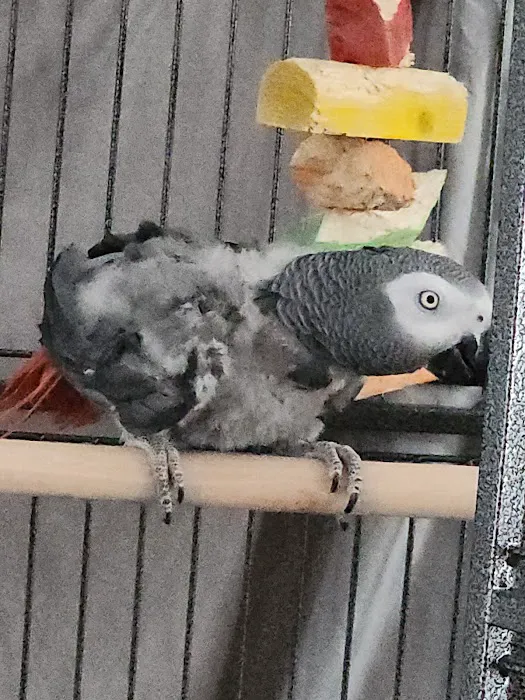 Maryland Exotic Birds Inc Picture 6