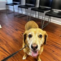 St Mary and St Takla Animal Clinic ico