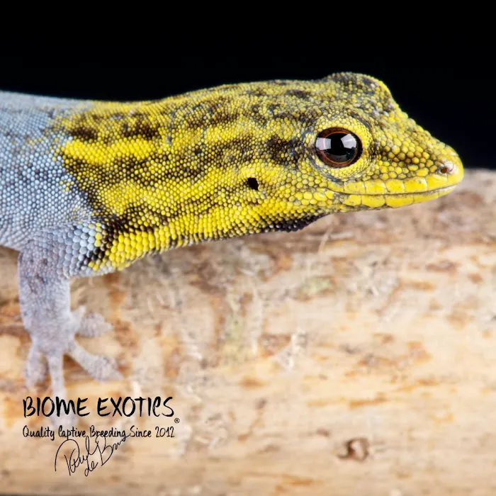 Biome Exotics Picture 2