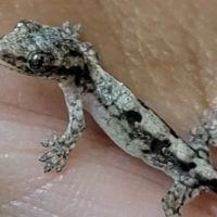 Biome Exotics ico