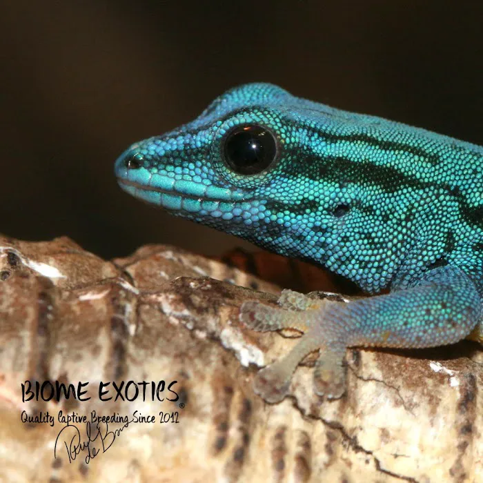 Biome Exotics Picture 3