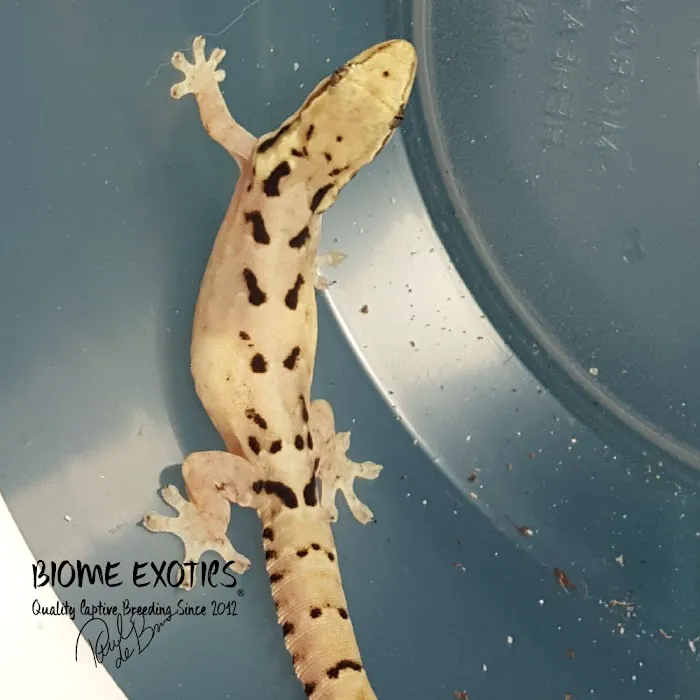 Biome Exotics Picture 9