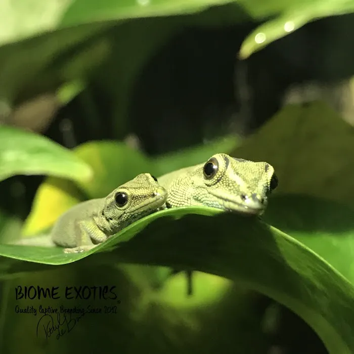 Biome Exotics Picture 6